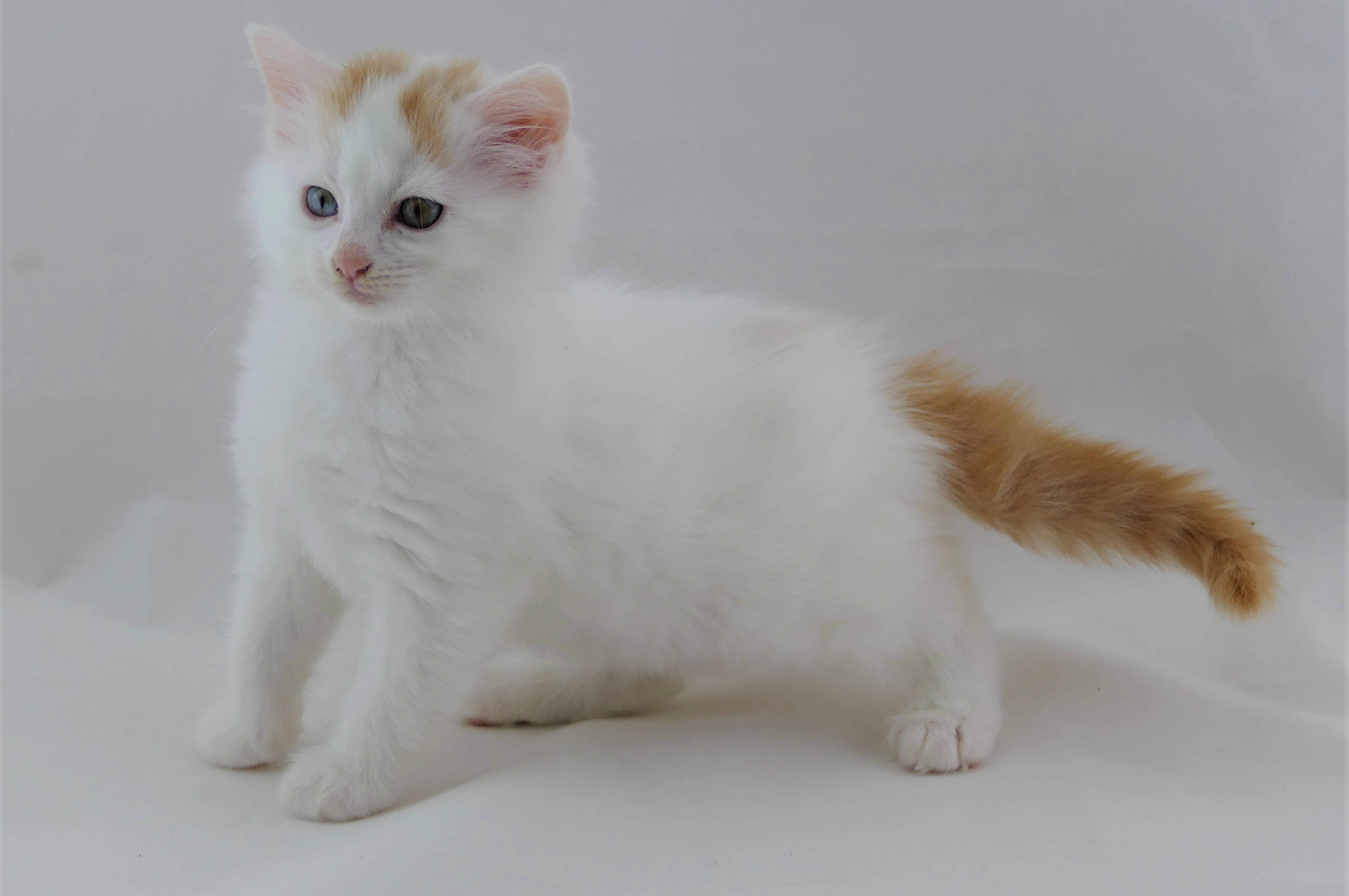 Türkisch Van, Katzen Züchten, VWurf